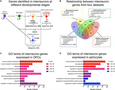 The Chromatin Environment Around Interneuron Genes in Oligodendrocyte Precursor Cells and Their Potential for Interneuron Reprograming